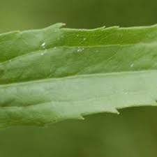 Attēlu rezultāti vaicājumam “Solidago canadensis leaf”