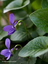Attēlu rezultāti vaicājumam “Viola odorata flower”