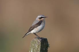 Attēlu rezultāti vaicājumam “Oenanthe oenanthe”