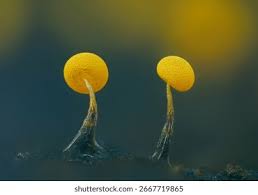 Attēlu rezultāti vaicājumam “Physarum bivalve spores”