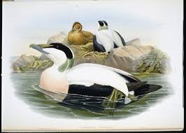 Attēlu rezultāti vaicājumam “Somateria mollissima”