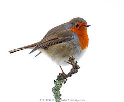 Attēlu rezultāti vaicājumam “Erithacus rubecula”