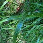 Attēlu rezultāti vaicājumam “Festuca altissima flower”