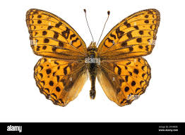 Attēlu rezultāti vaicājumam “Argynnis adippe male”