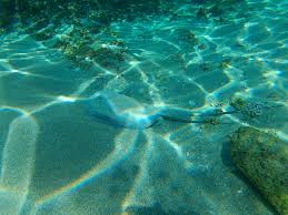 Image result for Styracura pacifica