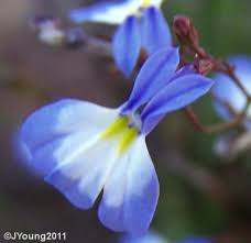 Attēlu rezultāti vaicājumam “Lobeliaceae”