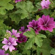 Image result for Malva sylvestris var. mauritiana