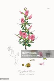 Attēlu rezultāti vaicājumam “Ononis arvensis”