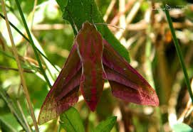 Attēlu rezultāti vaicājumam “Deilephila elpenor imago”