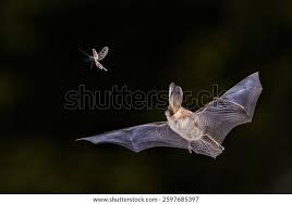 Attēlu rezultāti vaicājumam “Plecotus auritus”