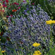 Attēlu rezultāti vaicājumam “Eryngium planum fruit”