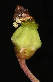 Attēlu rezultāti vaicājumam “Chimaphila umbellata bud”