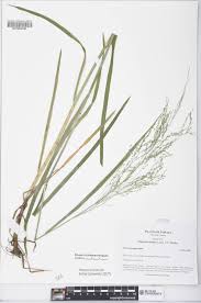 Attēlu rezultāti vaicājumam “Glyceria striata”