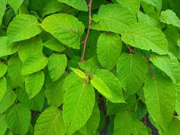 Attēlu rezultāti vaicājumam “Reynoutria japonica”