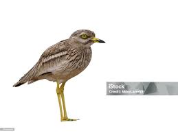 Image result for Burhinus oedicnemus