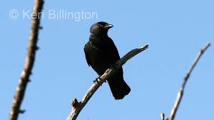 Attēlu rezultāti vaicājumam “Corvus monedula”