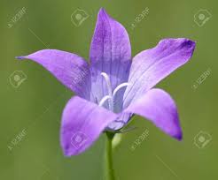 Attēlu rezultāti vaicājumam “Campanulaceae”