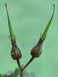 Attēlu rezultāti vaicājumam “Geranium robertianum fruit”