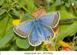Attēlu rezultāti vaicājumam “Polyommatus icarus female”