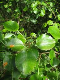 Attēlu rezultāti vaicājumam “Pyrus communis leaf”
