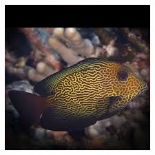 Image result for Ctenochaetus hawaiiensis