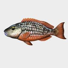 Image result for Sparisoma viride