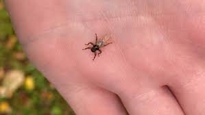 Attēlu rezultāti vaicājumam “Lipoptena cervi”