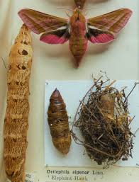 Image result for hawk moth