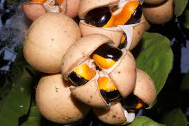 Attēlu rezultāti vaicājumam “Galium schultesii fruit”