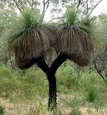 Attēlu rezultāti vaicājumam “Xanthorrhoeaceae”