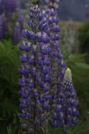 Image result for Lupinus polyphyllus Lindl.