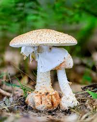 Attēlu rezultāti vaicājumam “Cribraria languescens stalked”