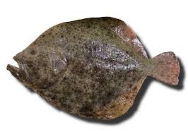 Image result for Scophthalmus maximus