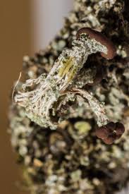 Attēlu rezultāti vaicājumam “Comatricha alta stalked”