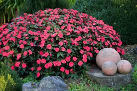 Image result for Impatiens walleriana