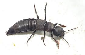 Billedresultat for rovbille