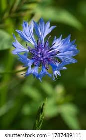 Attēlu rezultāti vaicājumam “Cyanus segetum”