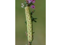 Attēlu rezultāti vaicājumam “Lacanobia contigua imago”