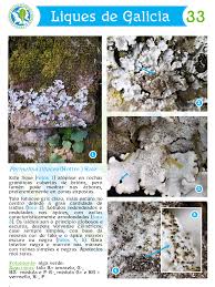 Attēlu rezultāti vaicājumam “Parmelina tiliacea”