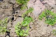 Attēlu rezultāti vaicājumam “Pellia endiviifolia”