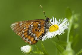 Attēlu rezultāti vaicājumam “Euphydryas maturna pupa”