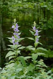 Attēlu rezultāti vaicājumam “Campanula latifolia”