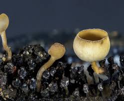 Attēlu rezultāti vaicājumam “Ascomycota”