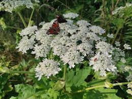 Attēlu rezultāti vaicājumam “Heracleum sosnowskyi flower”