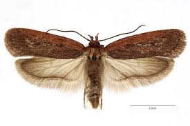 Attēlu rezultāti vaicājumam “Depressaria olerella”