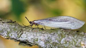 Attēlu rezultāti vaicājumam “Myrmeleontidae imago”