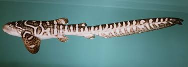 Image result for Stegostoma tigrinum
