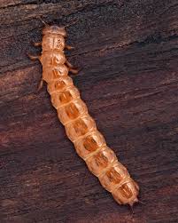 Attēlu rezultāti vaicājumam “Cucujus cinnaberinus larva”