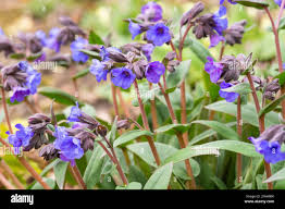 Attēlu rezultāti vaicājumam “Pulmonaria angustifolia flower”