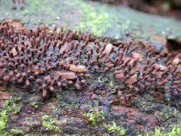 Attēlu rezultāti vaicājumam “Comatricha laxa”